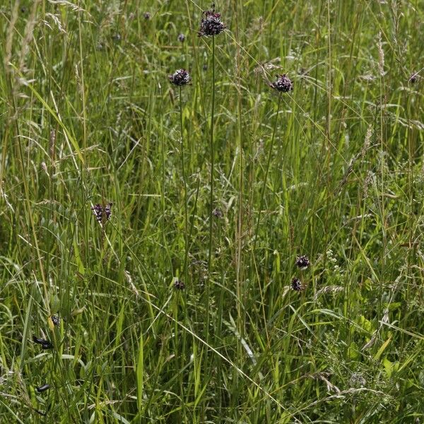 Allium scorodoprasum Habitus