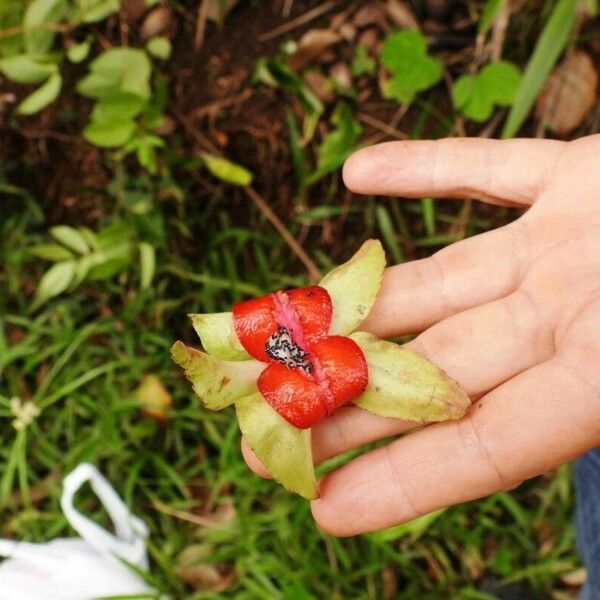 Drymonia serrulata Flower