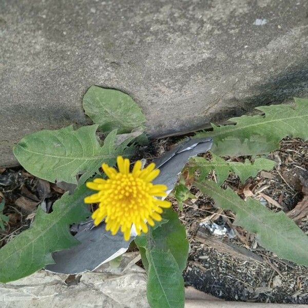 Taraxacum officinale आदत