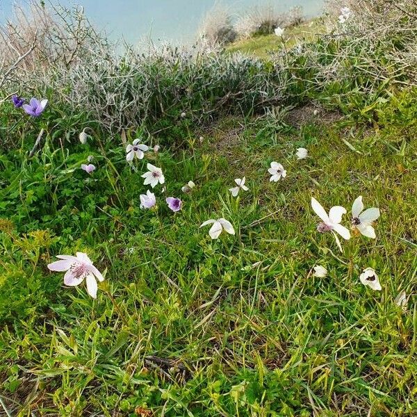 Anemone coronaria Cvet