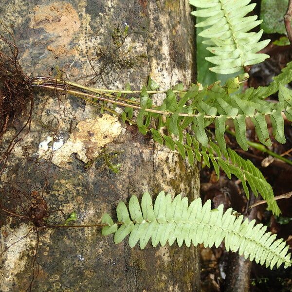 Nephrolepis undulata Habit