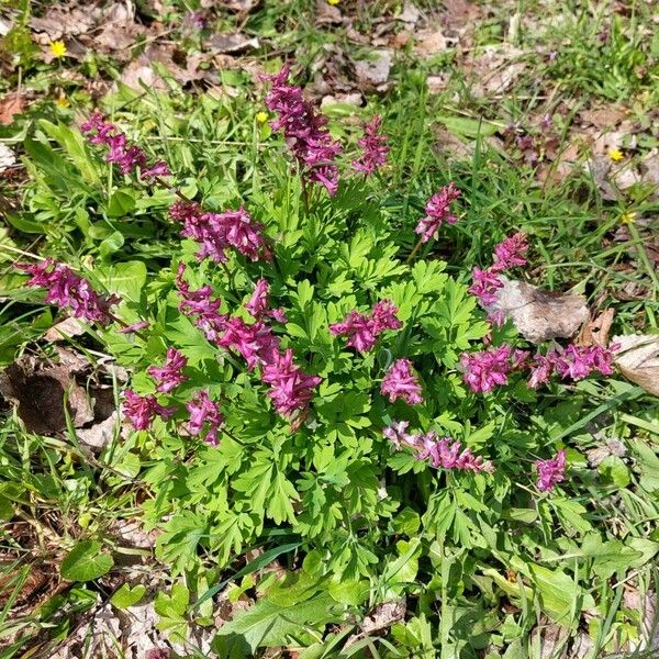 Corydalis cava Kwiat