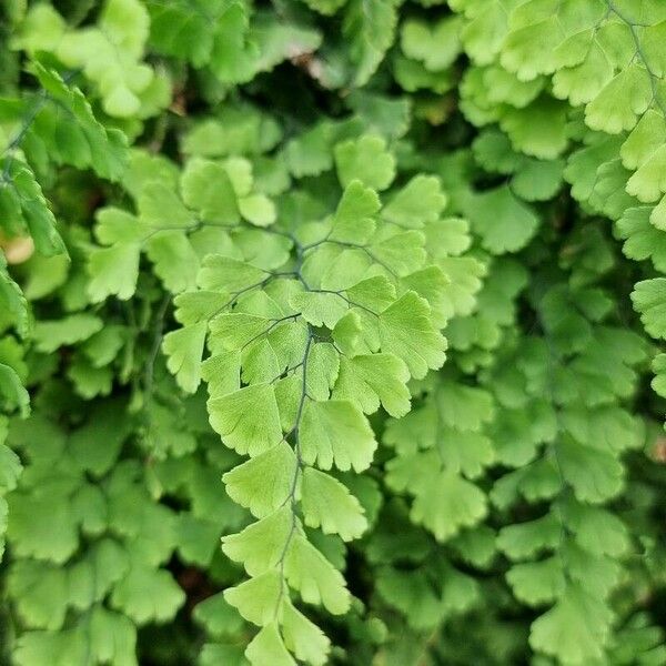 Adiantum raddianum Blatt