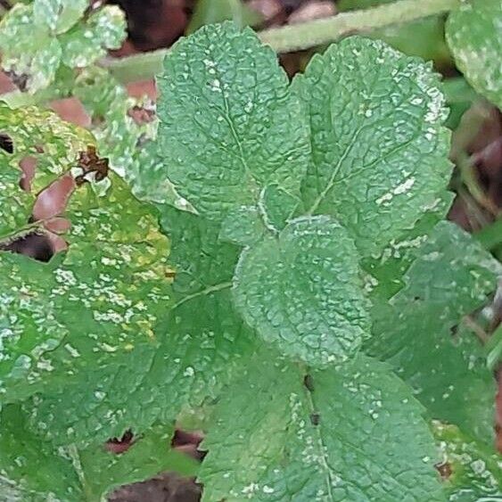 Mentha × rotundifolia Лист