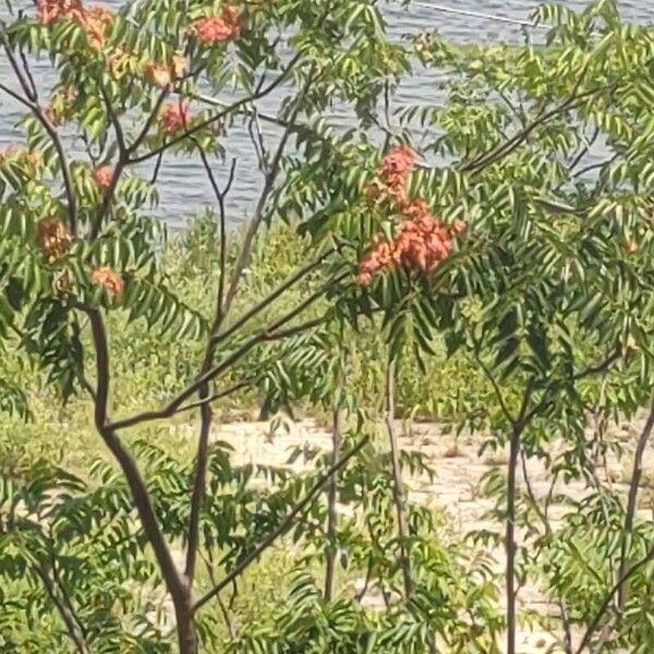 Ailanthus altissima Fleur