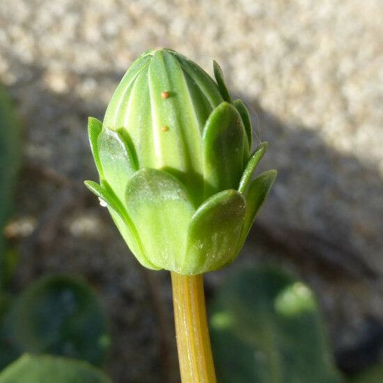 Agoseris apargioides Цвят