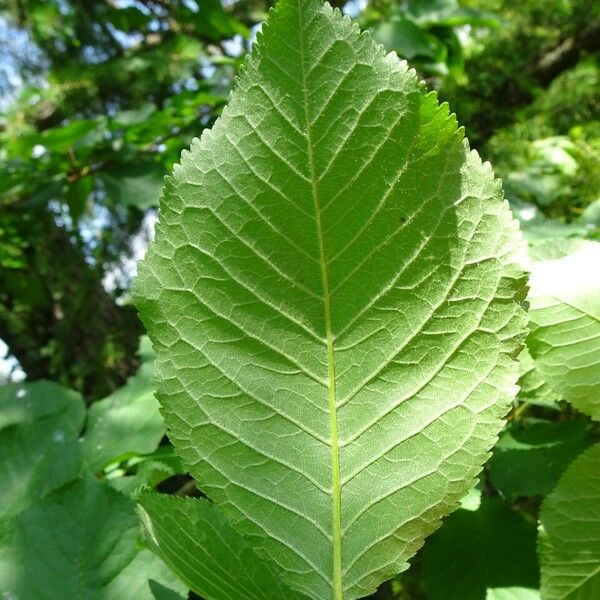 Prunus avium Ліст