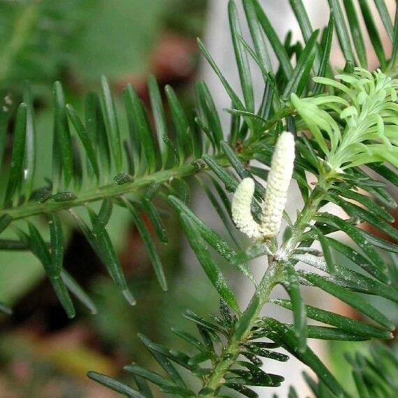 Podocarpus gnidioides Квітка