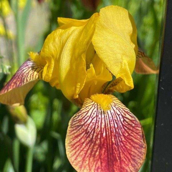 Iris variegata Bloem