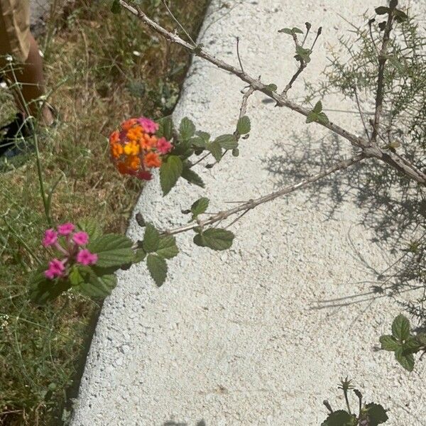 Lantana camara Blüte