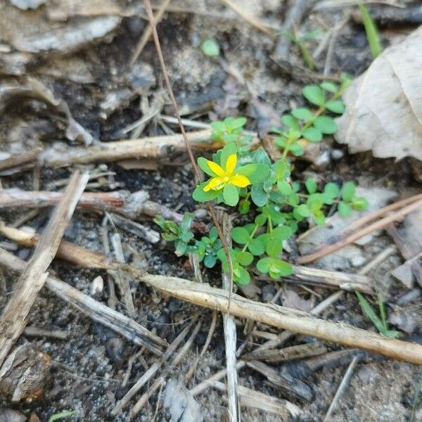 Hypericum mutilum Virág