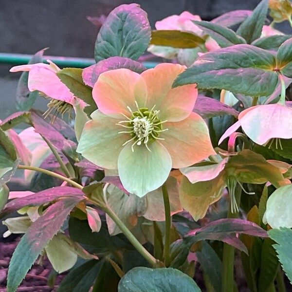 Helleborus viridis ফুল