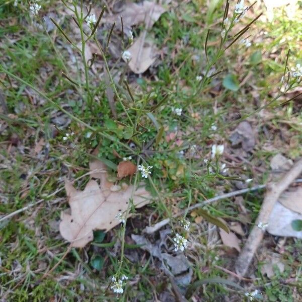 Cardamine hirsuta Квітка