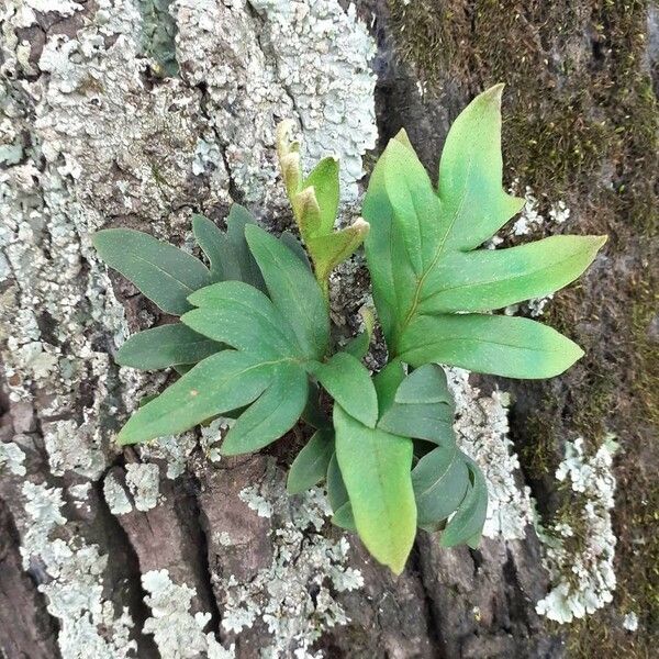 Phlebodium pseudoaureum Feuille