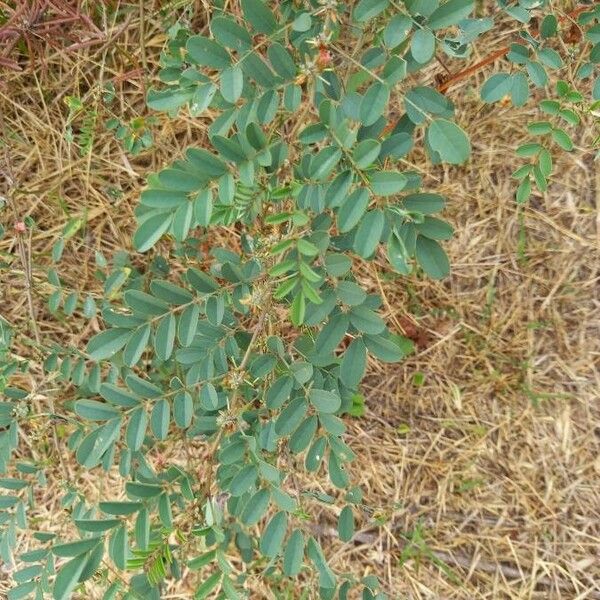 Indigofera suffruticosa Leaf