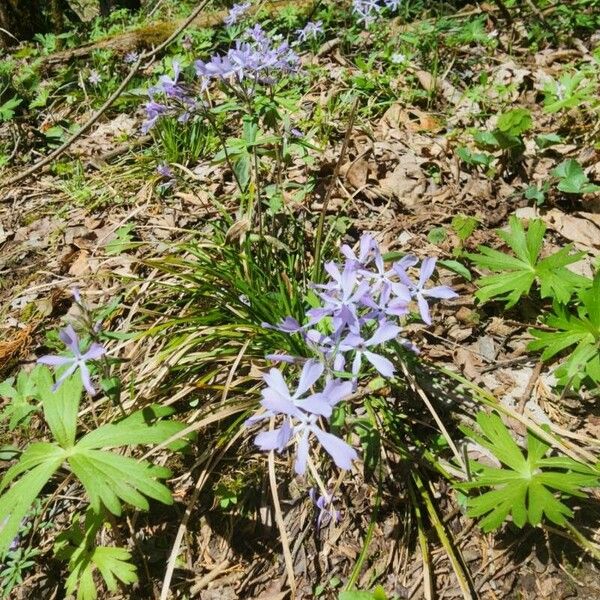 Phlox divaricata Flower