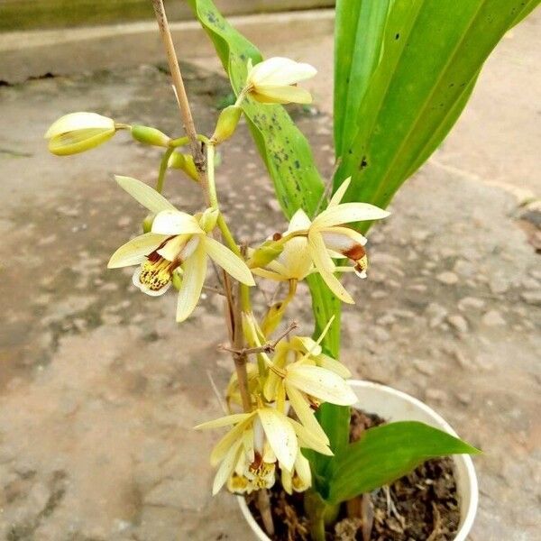 Coelogyne tomentosa Λουλούδι