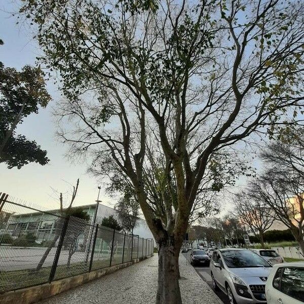 Celtis australis Hábito