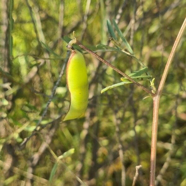 Vicia monantha Fruit