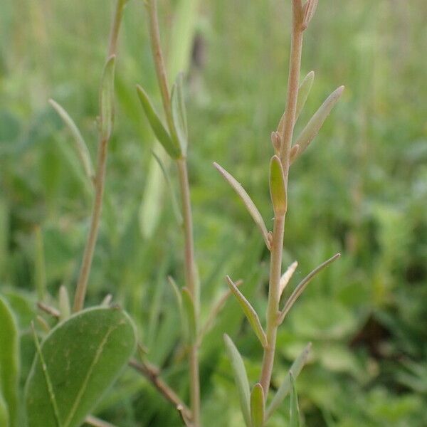 Linaria arvensis List