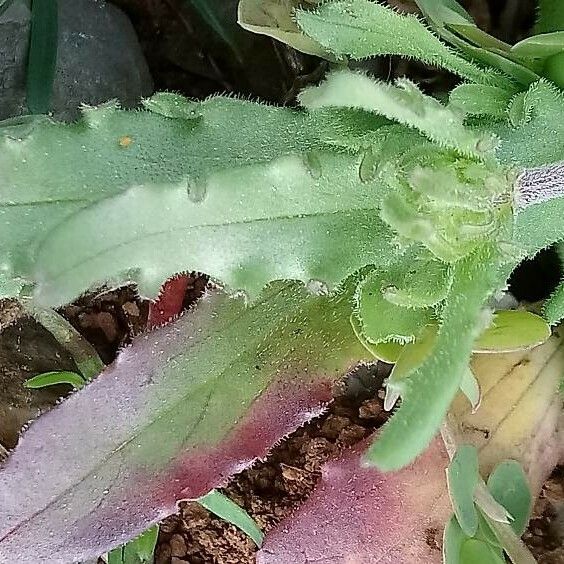 Valerianella discoidea Leaf