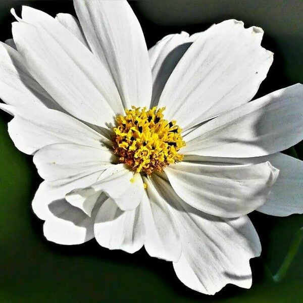 Bidens pilosa Flower