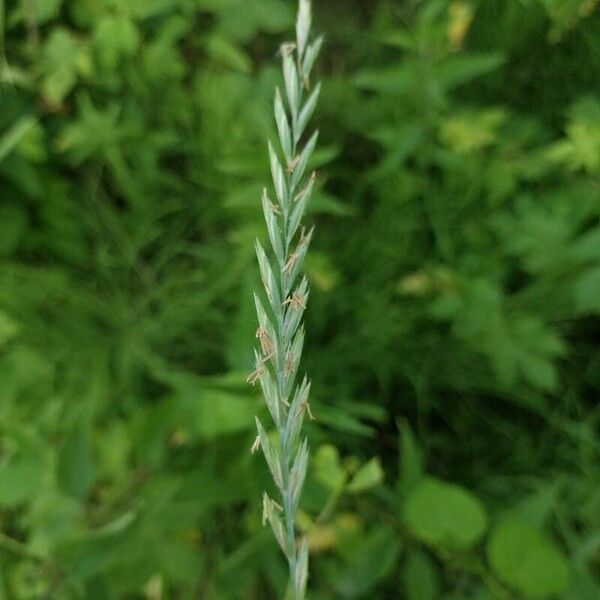 Elytrigia repens Floare