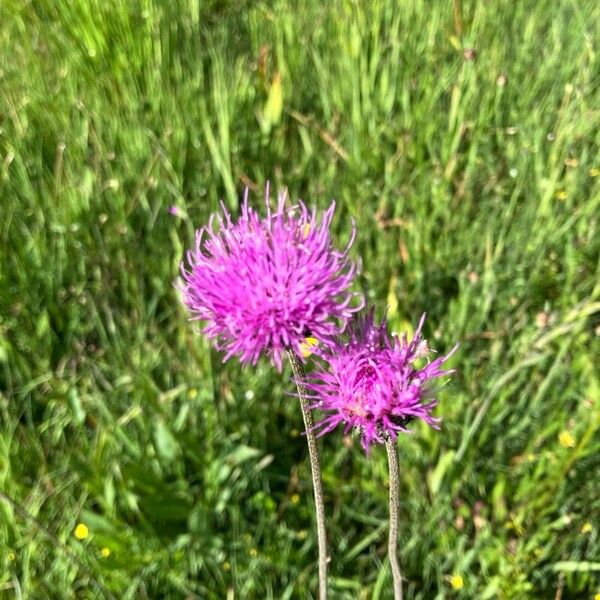 Cirsium tuberosum Çiçek