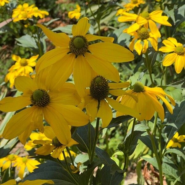 Rudbeckia nitida Квітка