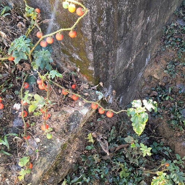 Solanum capsicoides Habit