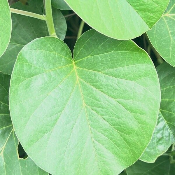 Ipomoea asarifolia Leaf
