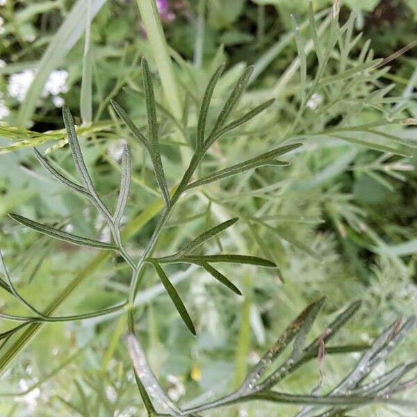 Coriandrum sativum Folha