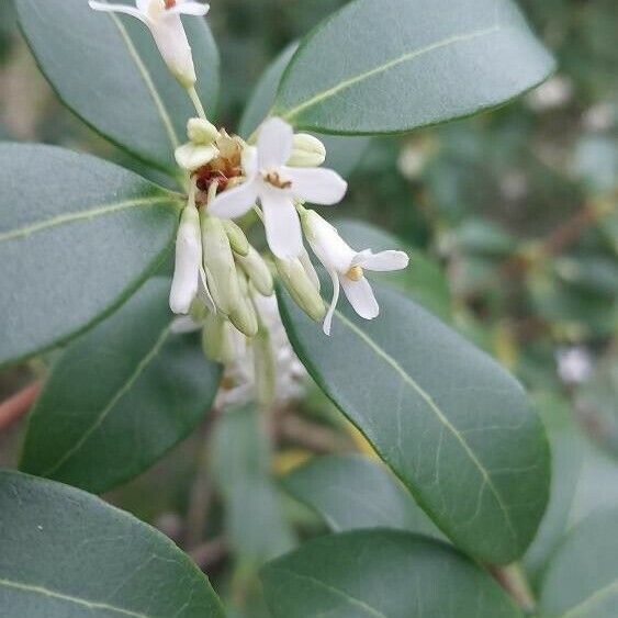 Osmanthus × burkwoodii Flor