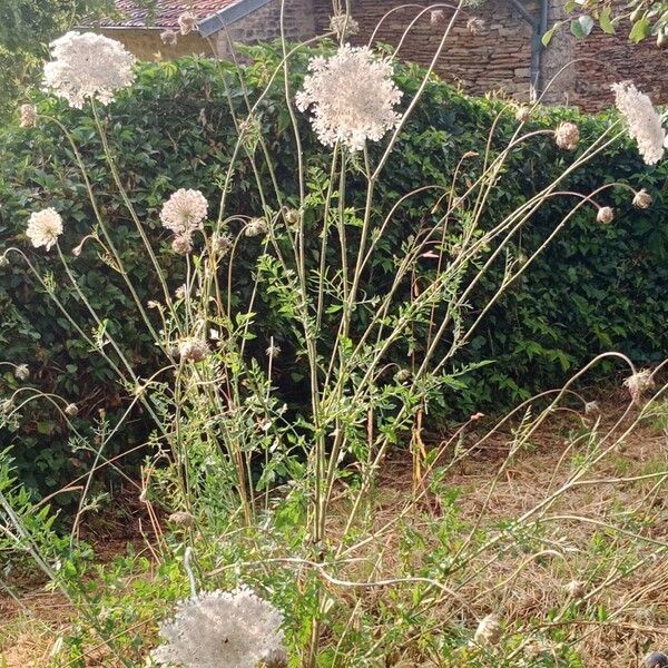 Daucus carota Habitus