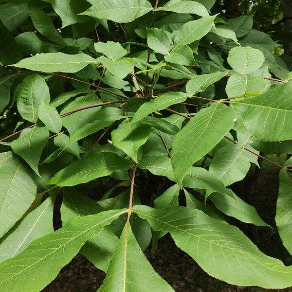 Carya ovata Feuille