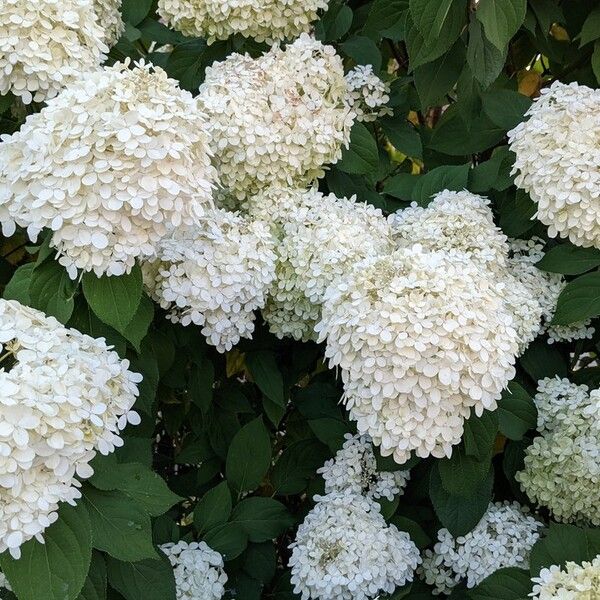 Hydrangea arborescens Цветок