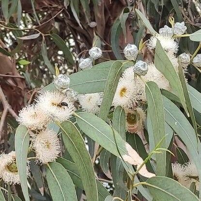 Eucalyptus globulus Virág