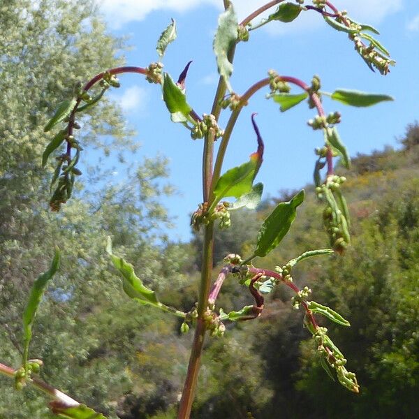 Rumex intermedius Kéreg