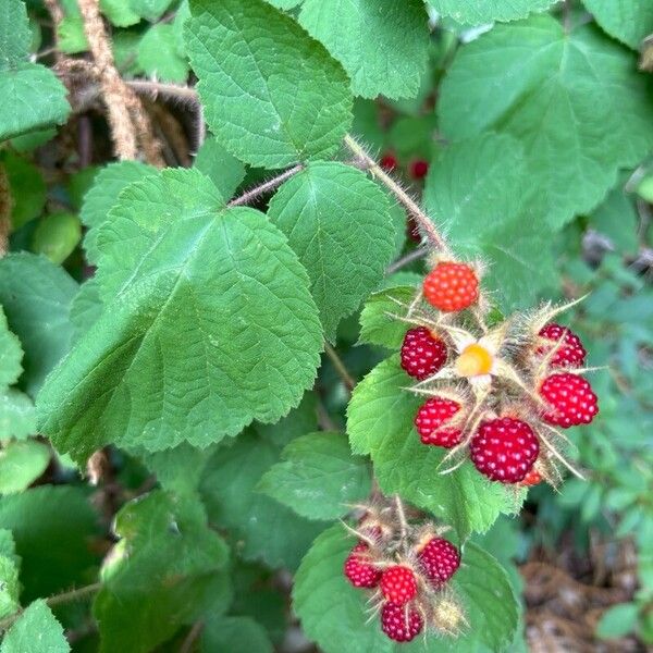 Rubus phoenicolasius Плод