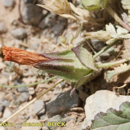 Malope malacoides 果實