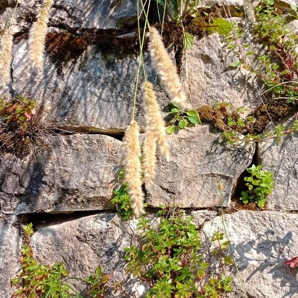 Melica ciliata Blomst