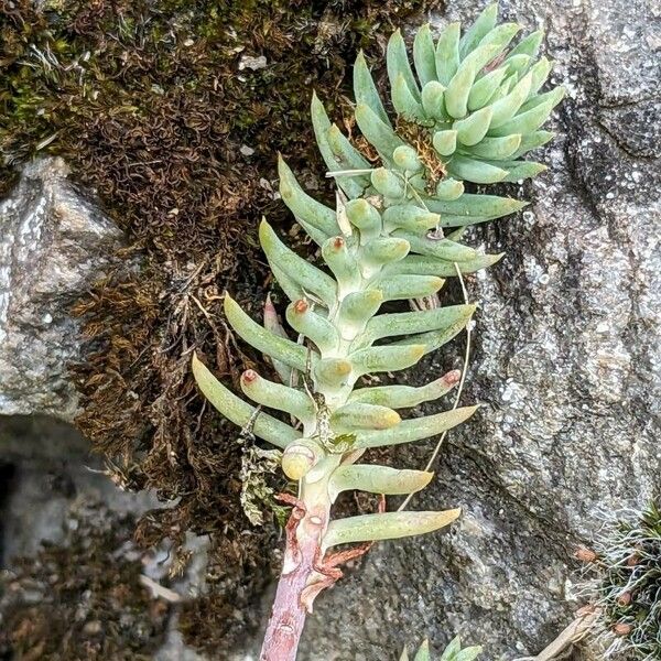 Petrosedum ochroleucum Fleur