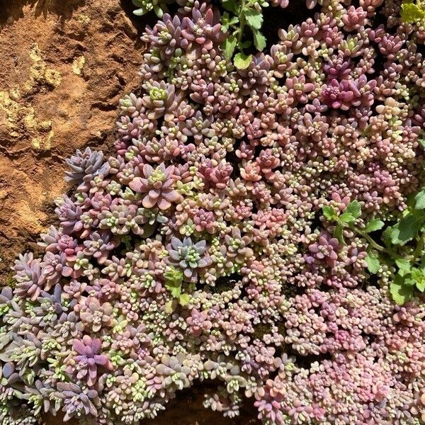 Sedum dasyphyllum Folha