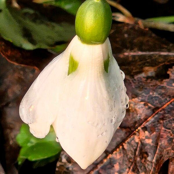 Galanthus elwesii Flower