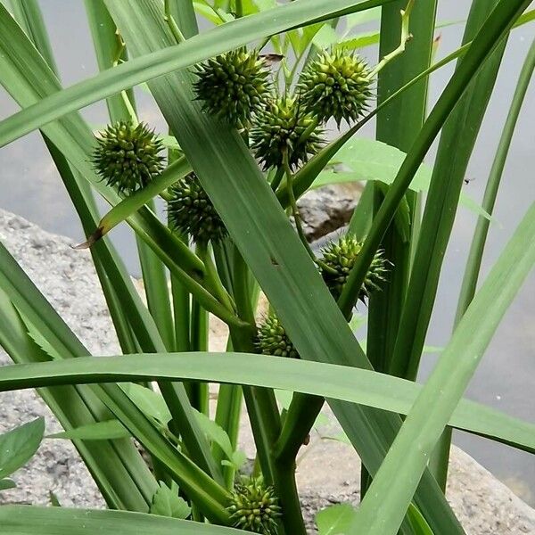 Sparganium erectum Blad