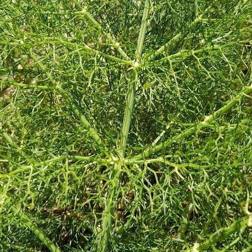 Foeniculum vulgare Blad