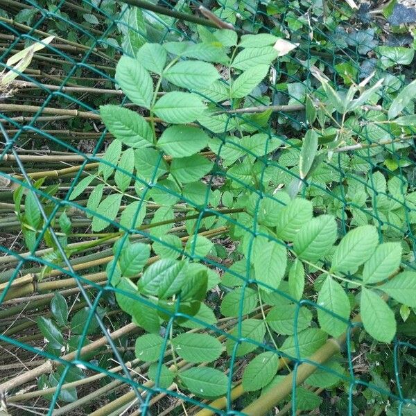 Fraxinus excelsior Leaf