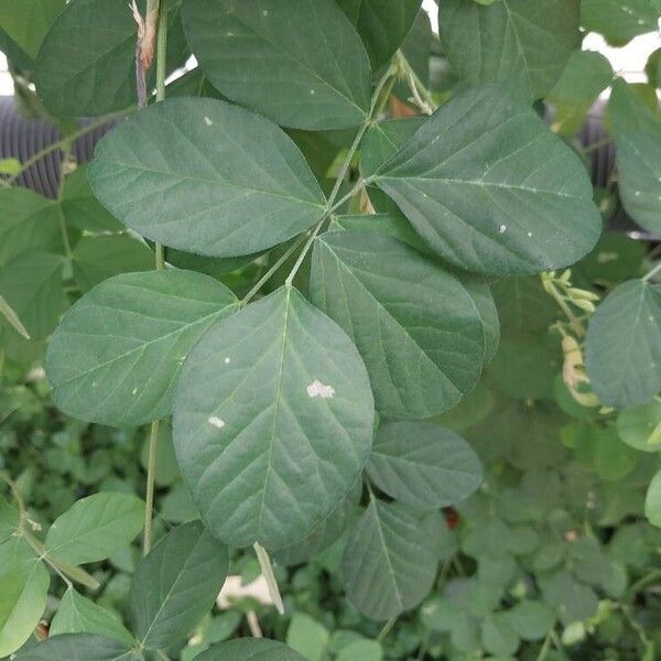 Clitoria ternatea Leaf