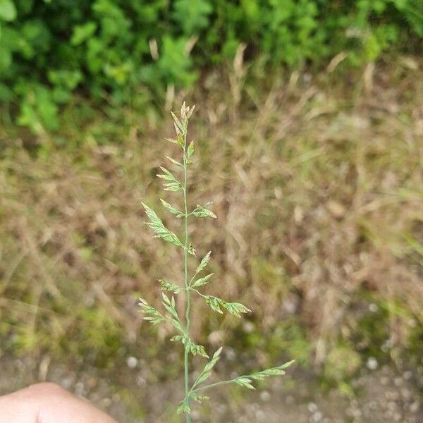 Poa compressa Kvet