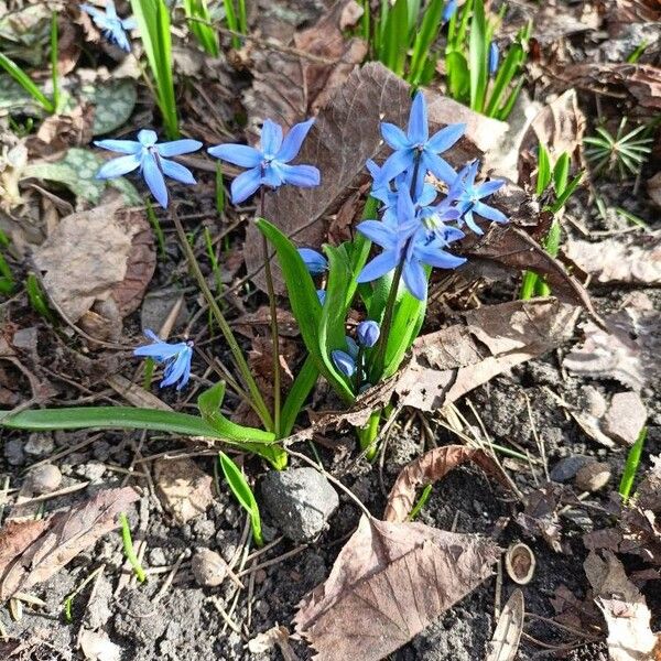 Scilla siberica Bloem